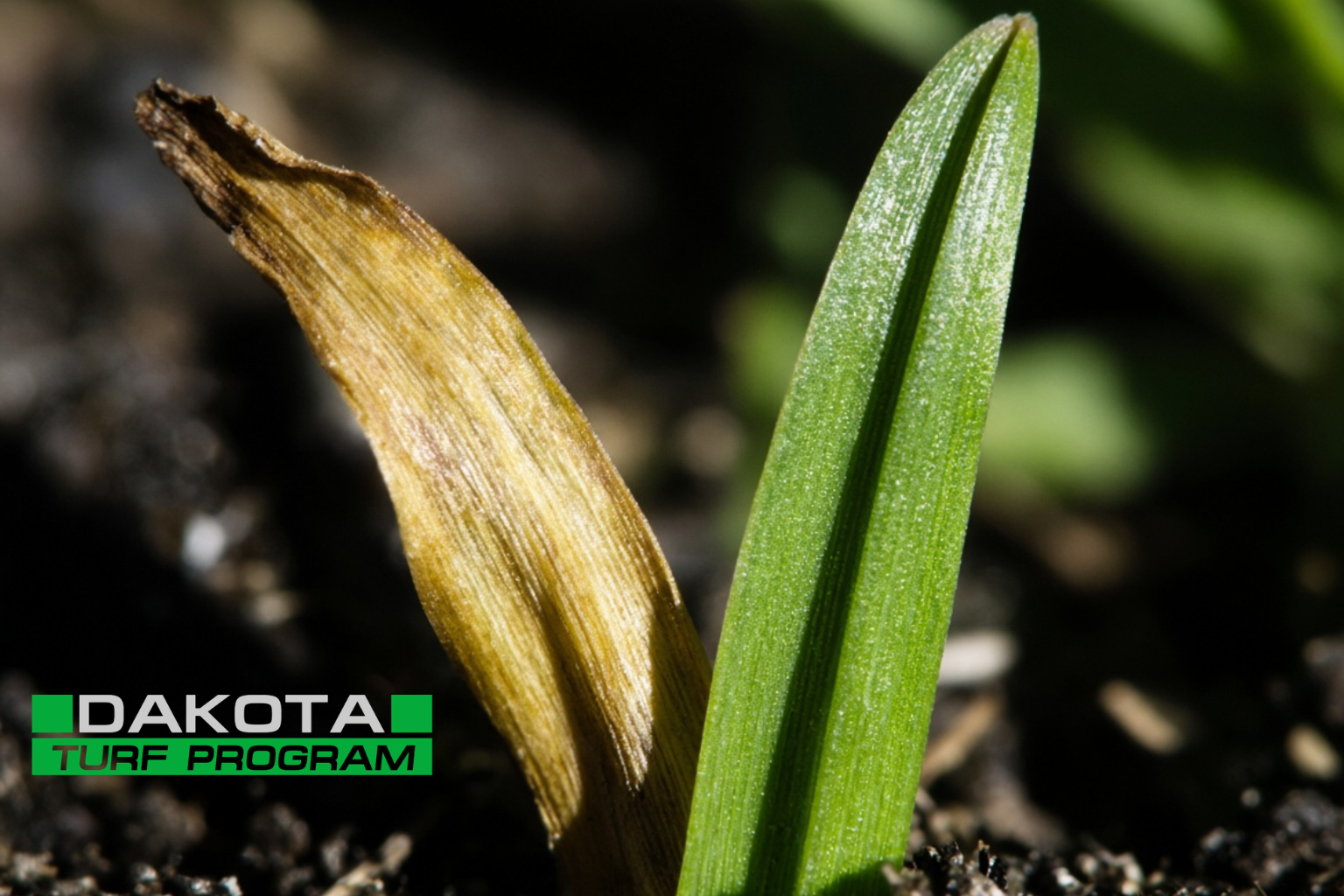 It's Brutal Out There. Here's Why DAKOTA-Treated Turf Doesn't Flinch.